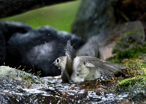 コサメビタキ1734