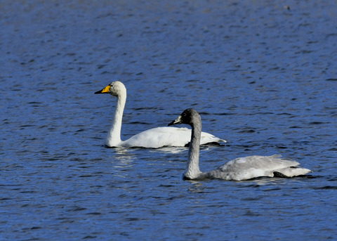 オオハクチョウ親子8654
