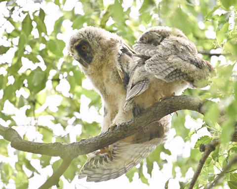 トラフズクの雛②3237