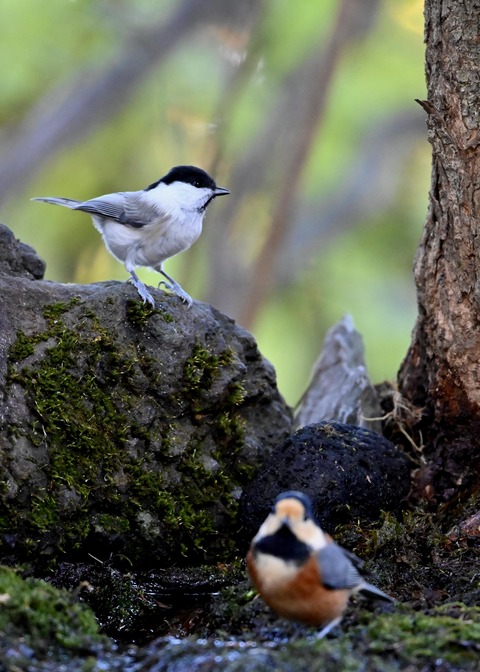 コガラ&ヤマガラ0498