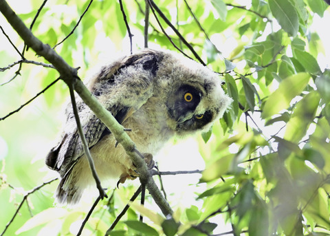 トラフズクのヒナ2112