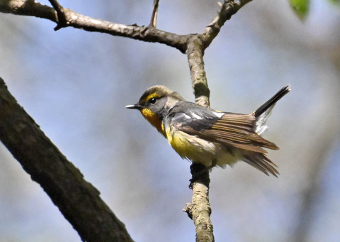 キビタキ♂第一回夏羽3435
