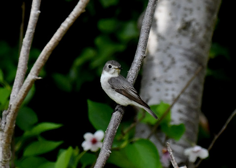 コサメビタキ7353