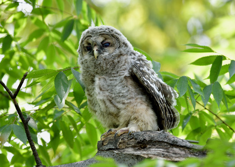 フクロウのヒナ0954