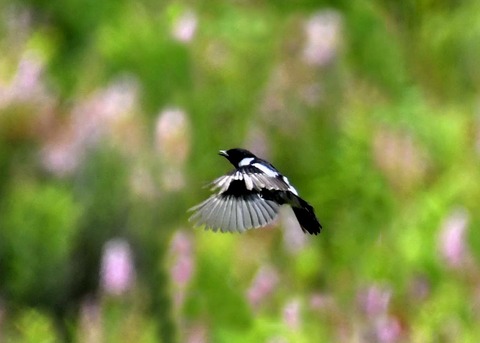 飛ぶ・ノビタキ♂1210