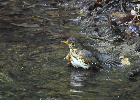 クロツグミ♀4013