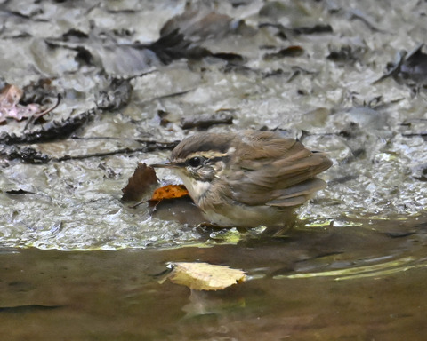 ヤブサメ幼鳥5915