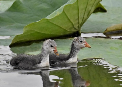 オオバンのヒナ4868