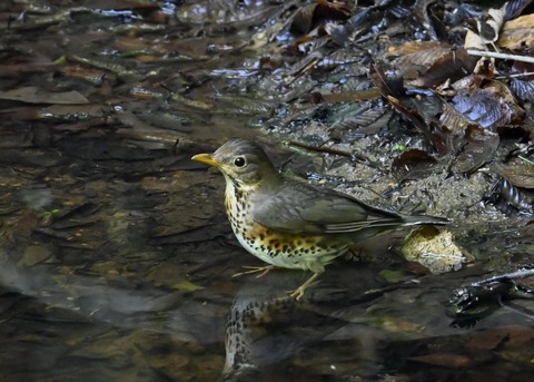 クロツグミ♀3972