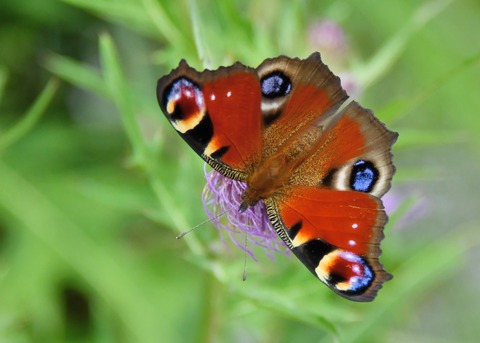 クジャクチョウ5535