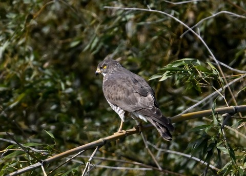 サシバ♀9624