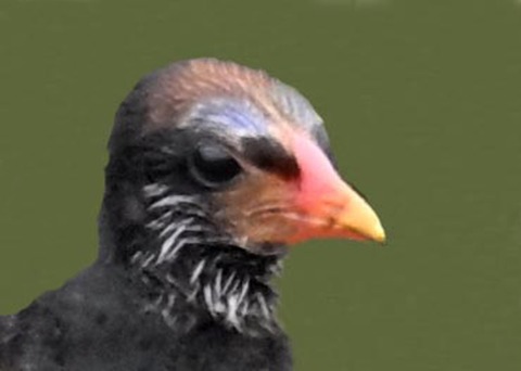 バンのヒナ7001