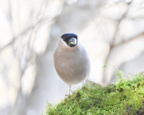 ウソ♀6770