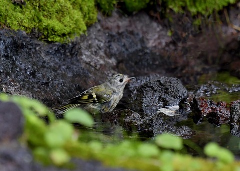 キクイタダキ幼鳥2872