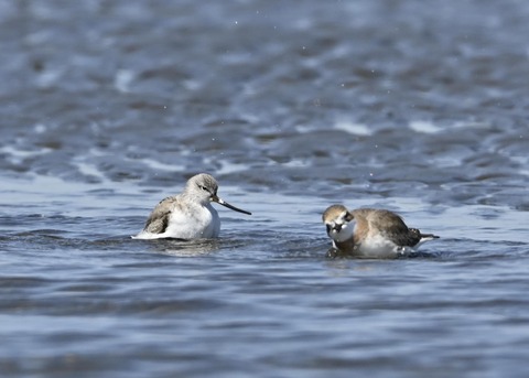 ソリハシシギ3199