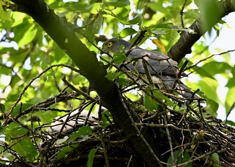 ツミ♀とヒナ9802
