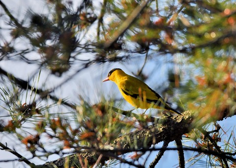 コウライウグイス2728