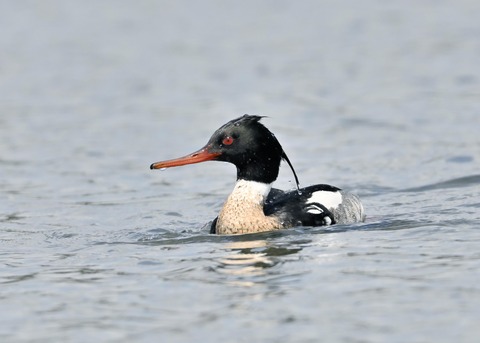 ウミアイサ♂6608