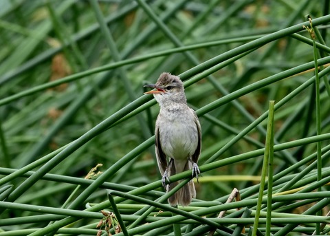 オオヨシキリ幼鳥8593