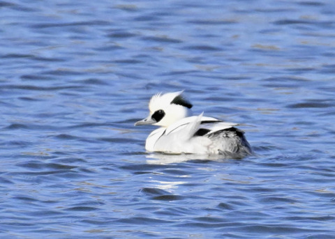 ミコアイサ♂4412