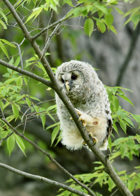 フクロウのヒナ②0109