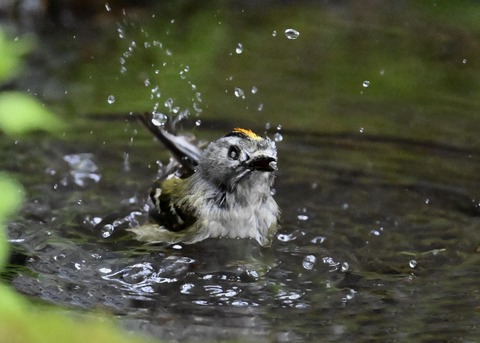 キクイタダキ♂1128