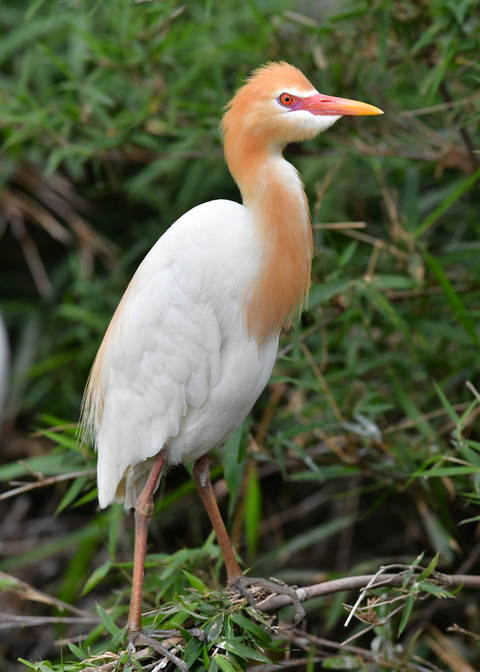アマサギ7057
