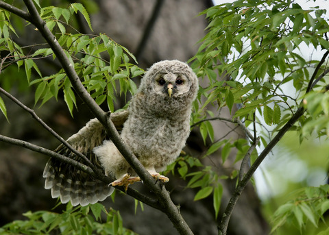 フクロウのヒナ②9634