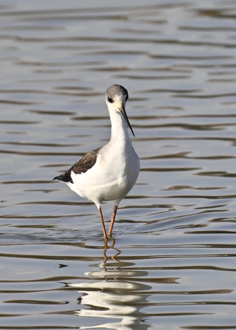 セイタカシギ幼鳥2937