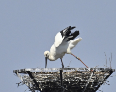 コウノトリ7836