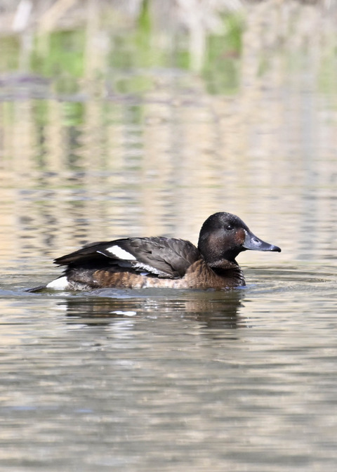 アカハジロ♀3862