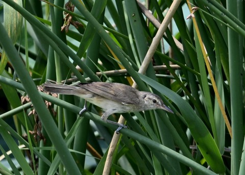 オオヨシキリ幼鳥8427