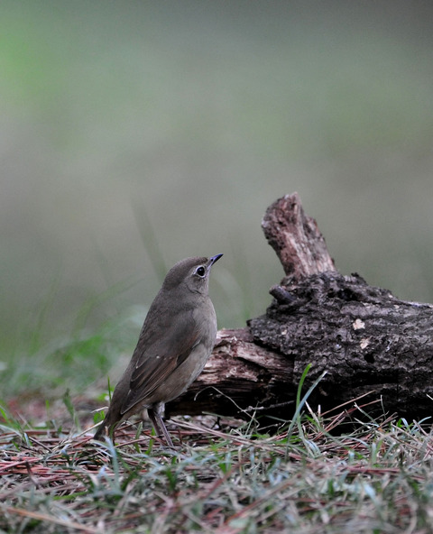 ノゴマ♀3485