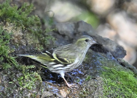 マヒワ♀1374