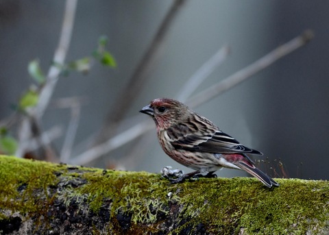 オオマシコ♀9888