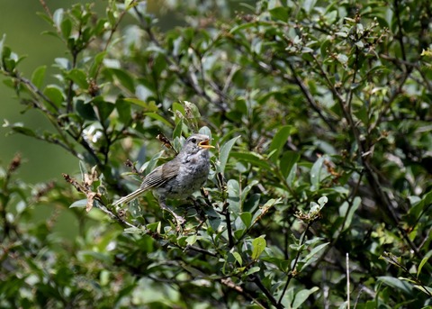 ウグイス幼鳥2463