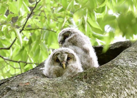 フクロウのヒナ①②4492