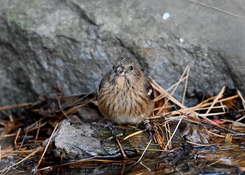 ベニマシコ♀5527