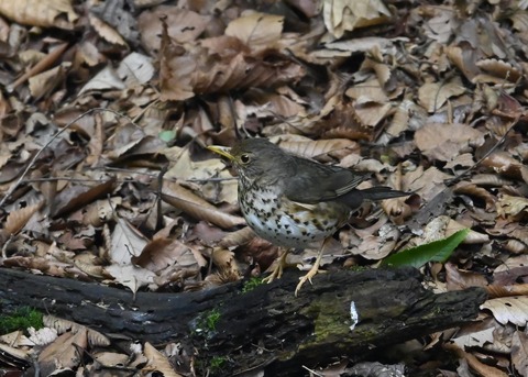 クロツグミ幼鳥6198