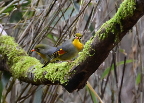 ソウシチョウ5706