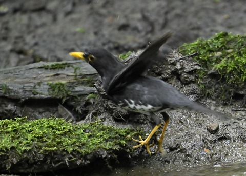 クロツグミ♂9269