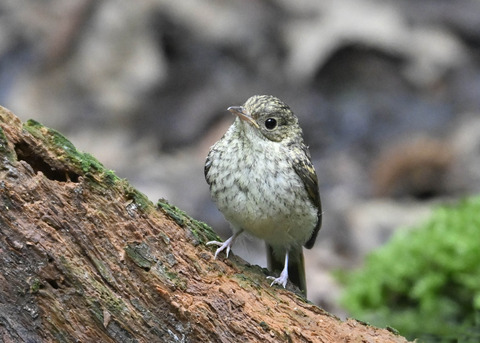 キビタキ幼鳥2702