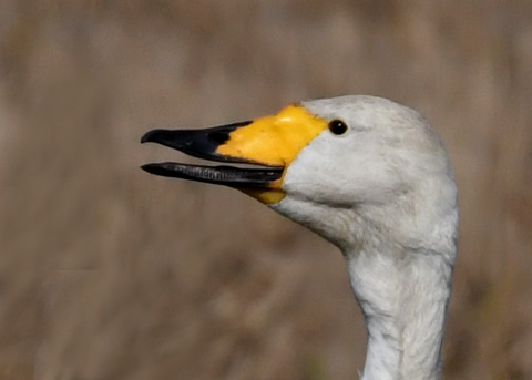 オオハクチョウ4375-01