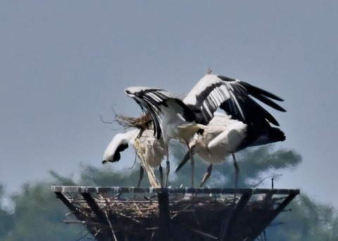 コウノトリ(ひかる)とヒナ0073