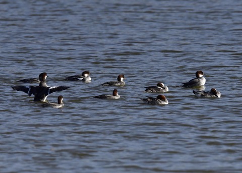 ミコアイサ♀0491