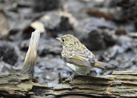 キビタキ幼鳥2778