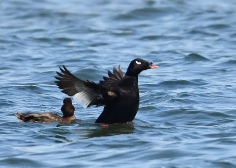 ビロードキンクロ♂0847