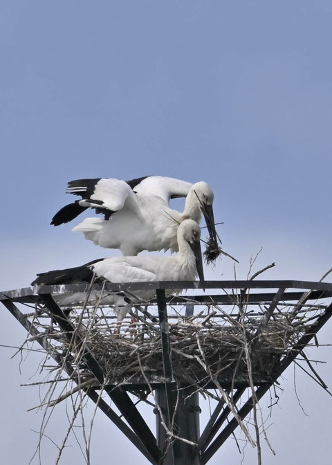 コウノトリ♂♀3537