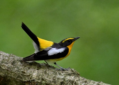 キビタキ成鳥♂5831