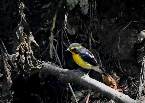 キビタキ♂7057